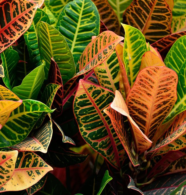 croton-plant-2071620_1280.jpg