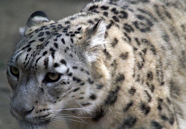 snow-leopard-close-profile-cat-70849.jpeg