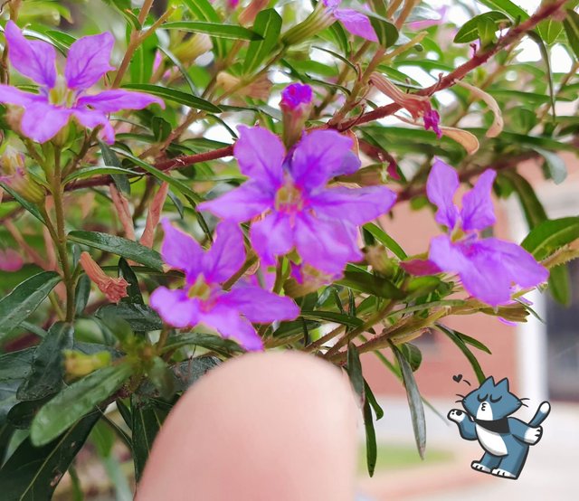 lil-purple.jpeg