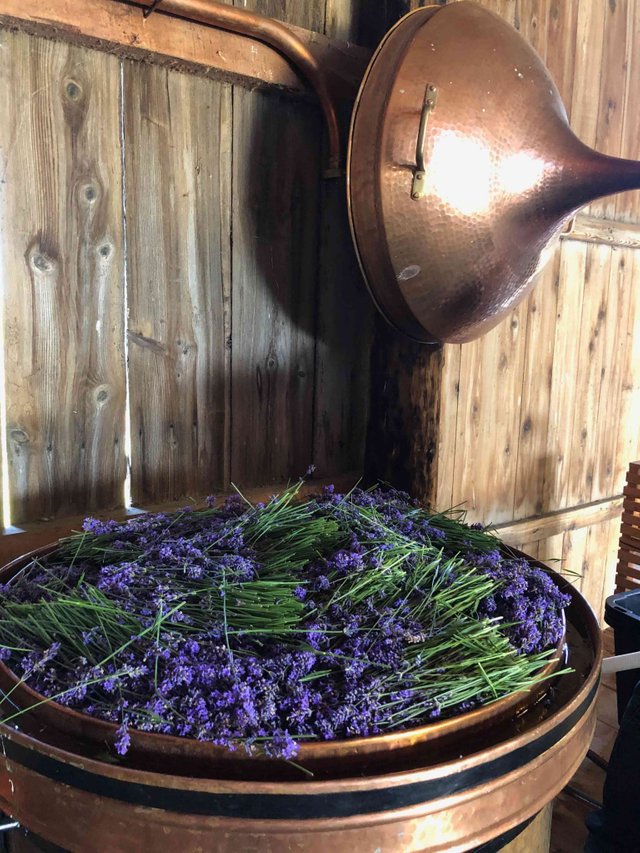 Lavender Copper Alembic Still resize.jpg