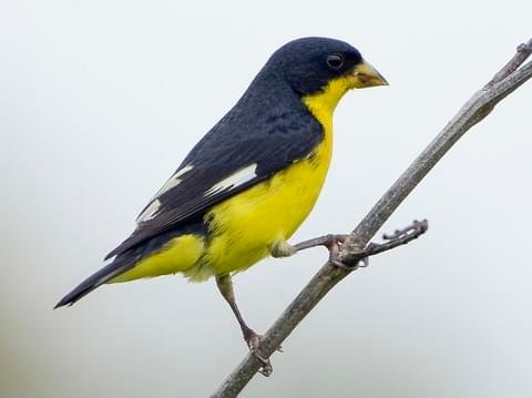 Lesser goldfinch.jpg