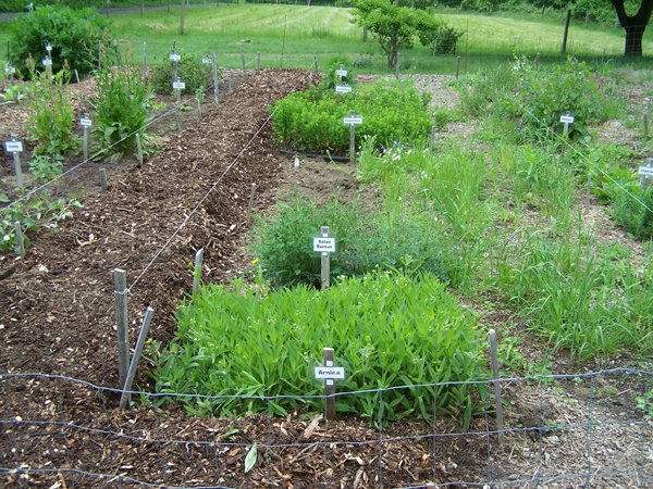 New Herb garden - Row 4 half cleared1 crop May 2019.jpg