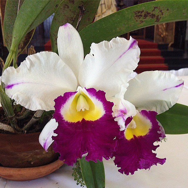 orquideas1.jpg