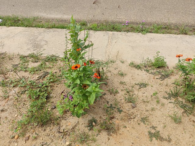 IMG_20250807_101741.jpg