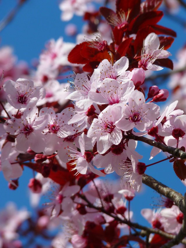 almond-blossom-5376_1920.jpg