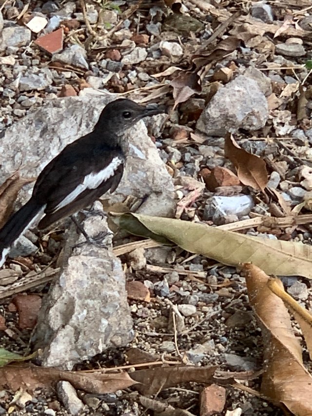 bird4.jpg