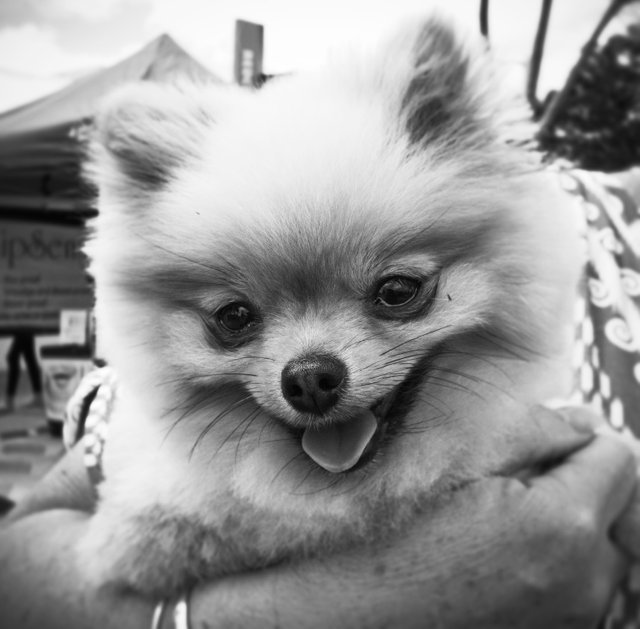 BnW Pomeranian cuteness.jpg