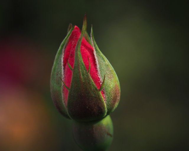 P9090468-Edit.jpg