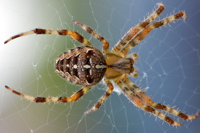 spider-436947_1280.jpg