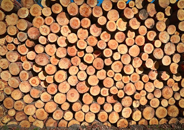 Timber logs in the dutch crown lands