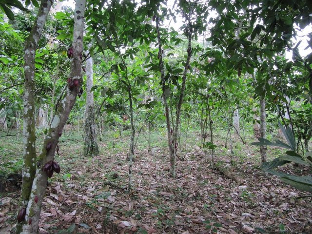 Plantation-cacao-cameroun.jpg