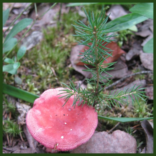pink mushroom growing by tiny spruce seedling.JPG