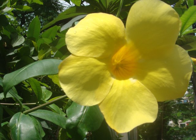 Allamanda2.JPG