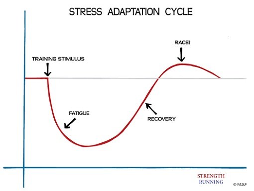 Stress-Adaptation.jpg