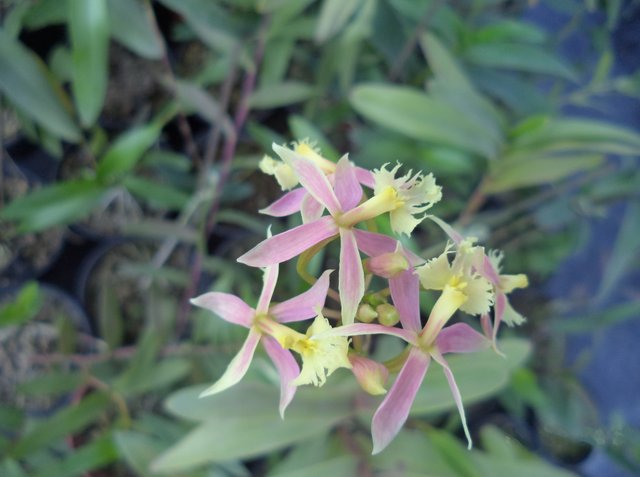 orquídea.JPG