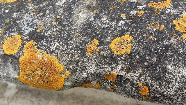 orange lichen 2.jpg