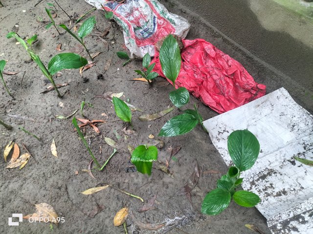 IMG20250528110329.jpg