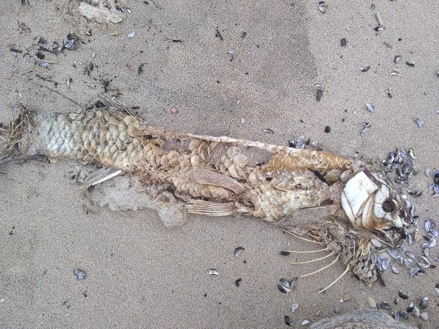 Lake Winnipeg Fish Skeleton b.jpg