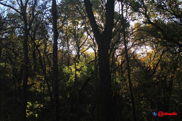 forest trees fall fall-colors fontenelle-forest Fall02001.jpg