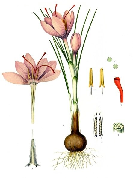 Crocus_sativus_-_Köhler–s_Medizinal-Pflanzen-194.jpg