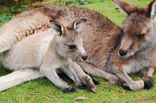 kangaroo-802458_1280.jpg