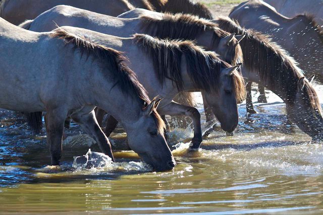 Pferde_Wilde-Horses_by_Michelle-Bender_CC_BY-NC-ND_2-0_8060634242_7154b43247_o-TB-Web.jpg