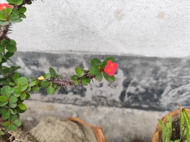 IMG_20250518_172949.jpg