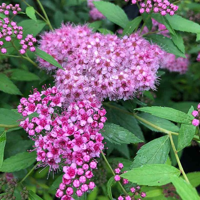 spirea-bumalda-cvetni-zbun-spirea-bumalda_5ee7cab969c11.jpg