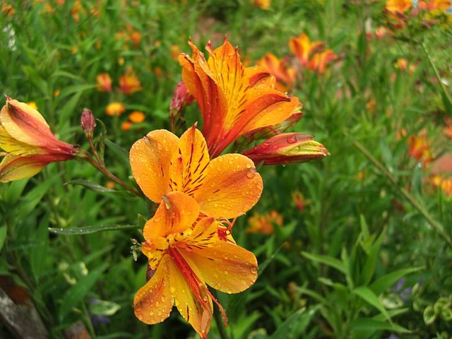 Orange-Petal-flower.jpg