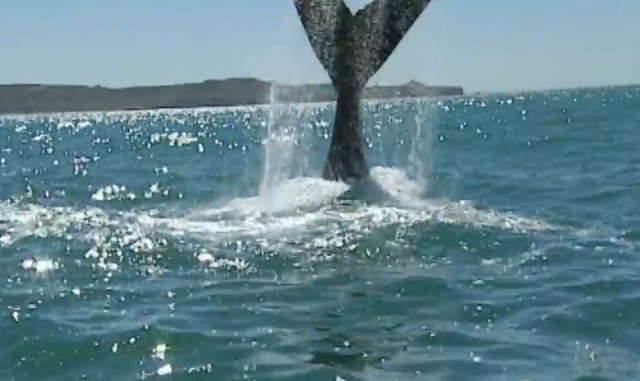 02.-Whales in Patagonia-8.jpg