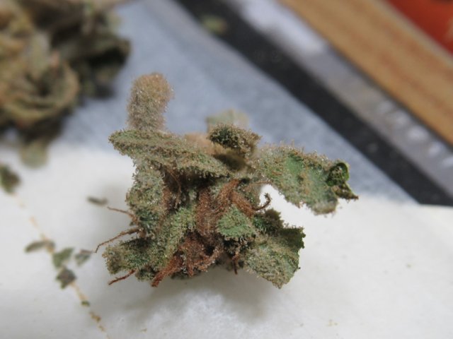 microsplitleaftrichomes.jpg