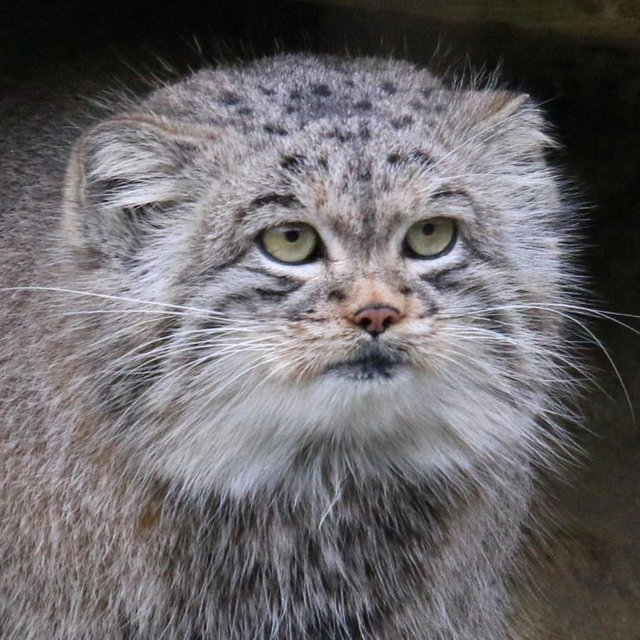 manul1.jpg