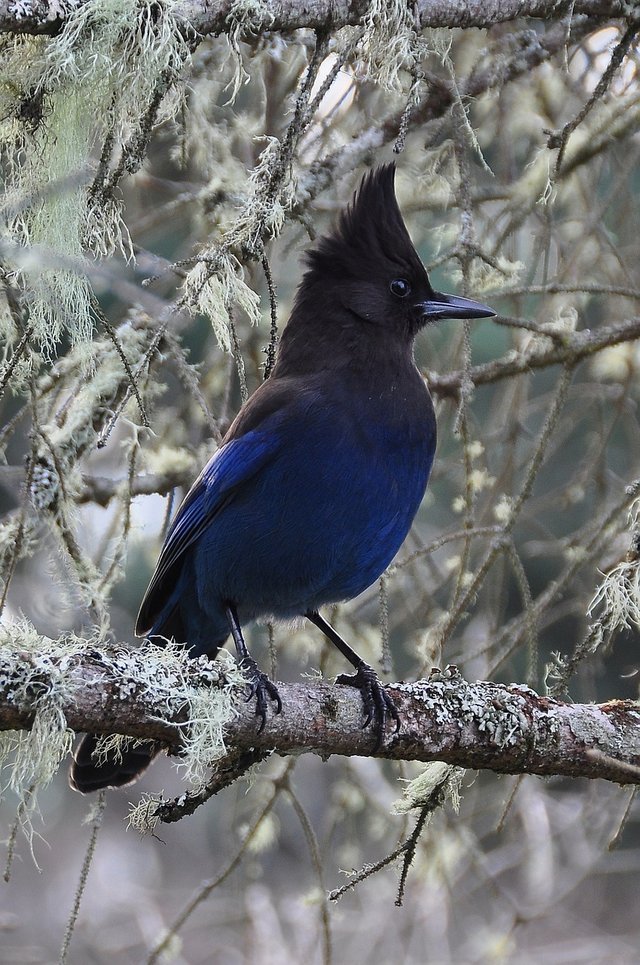 StellarsJay.jpg