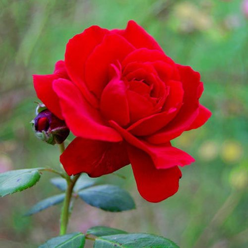 vastu-tips-for-rose-flower-6-14424-aps-rose6.jpg