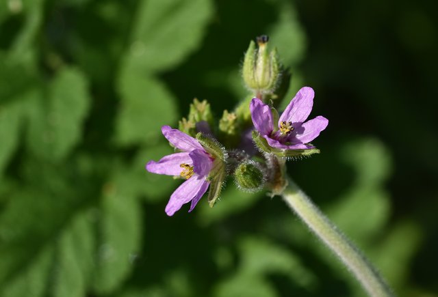 wild geranium flowers.jpg