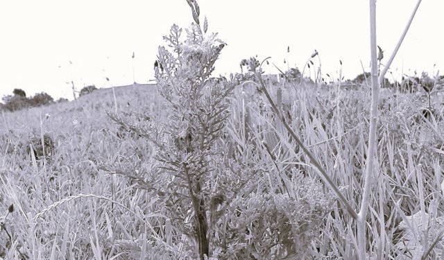 Flower Photography B&W Various Weeds WideShot SideHill Green May 28 2017.jpg