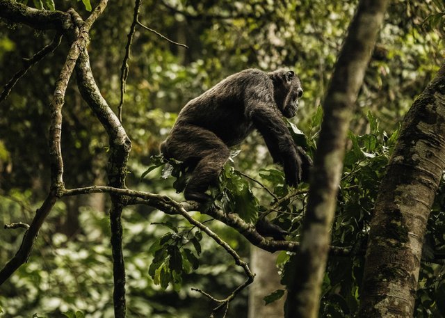 Best Chimpanzee Trekking Destinations in Africa.jpg
