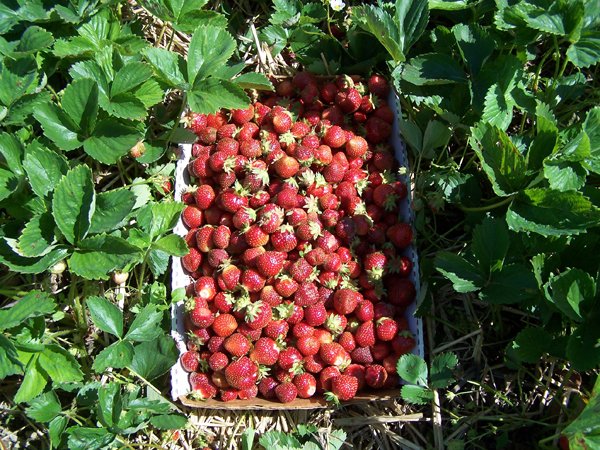 Flat of strawberries crop June 2018.jpg