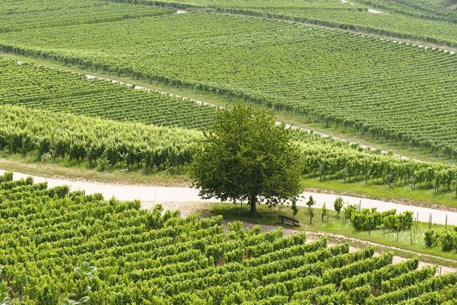 vineyard-9494646_1280.jpg