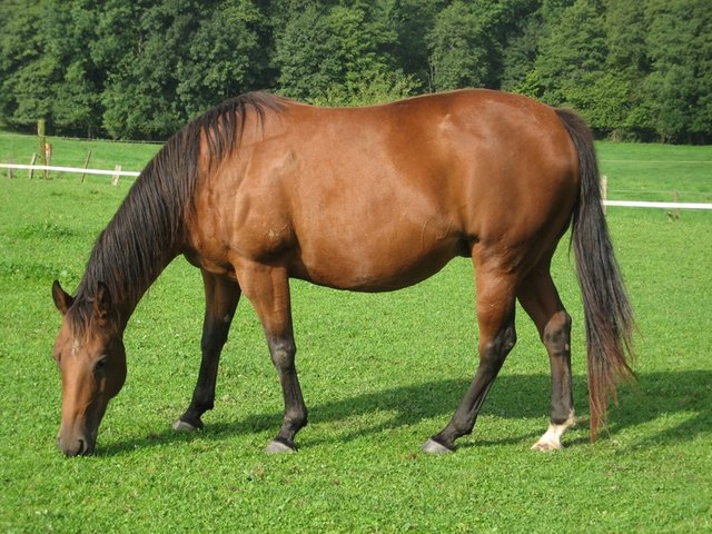 forraje-caballo.jpg