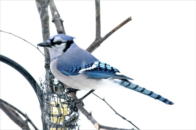 blue-jay-5956835_1920.jpg