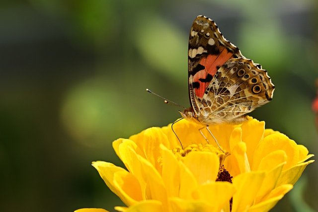 butterfly-4375789_1280.jpg