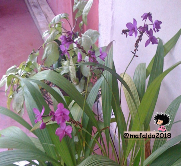 Retohuertina de @avellana 7. Flores moradas. u2014 Steemit
