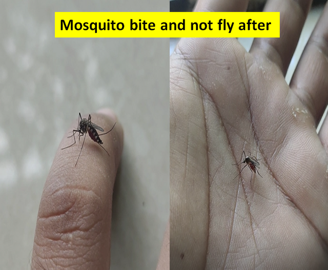 Mosquito bite me.png