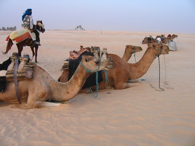 camels-2117217_640.jpg