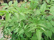 Podranea_ricasolina-plant-yercaud-salem-India.JPG