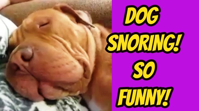 Dog_Snore-Funny-.jpg