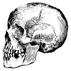 skull-4.png