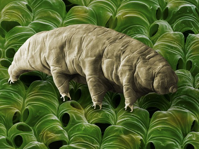 17TB-Tardigrade-superJumbo.jpg