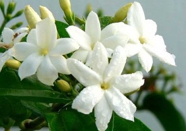 white flower.jpg